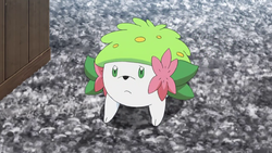 Pokemon 4031 Mega Shaymin Sky Pokedex: Evolution, Moves, Location, Stats