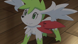 M&M - Mix and Mega Suspect #4: Shaymin-Sky