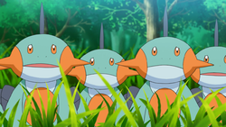 Pokemon 2258 Shiny Mudkip Pokedex: Evolution, Moves, Location, Stats