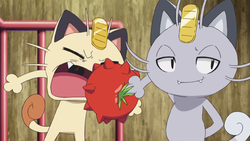 Pokemon 16052 Alolan Meowth Pokedex: Evolution, Moves, Location, Stats