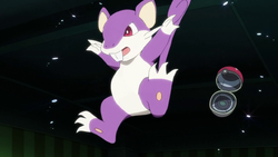 My shiny Rattata from Pokemon FireRed by Advanceshipper2021 on